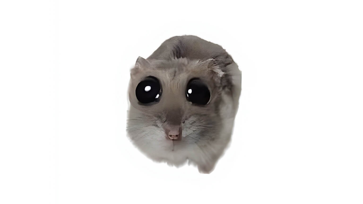 Hamster